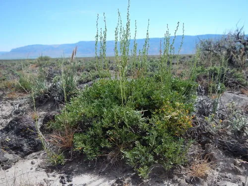 Black Sagebrush