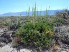 Black Sagebrush thumbnail 1