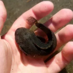 Rosybrown Snailfish thumbnail 1
