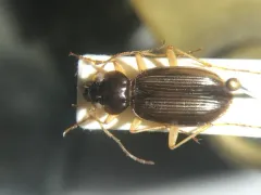 Pale-legged Gazelle Beetle thumbnail 2
