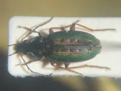 Agonum octopunctatum thumbnail 4