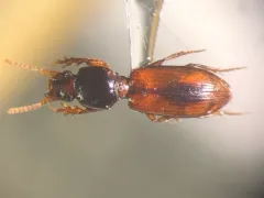 Clivina collaris thumbnail 3