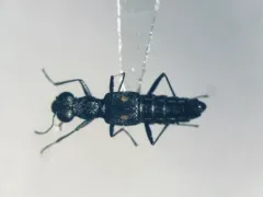Stenus comma thumbnail 3