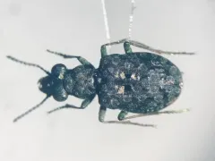 California Marsh and Bog Beetle thumbnail 3