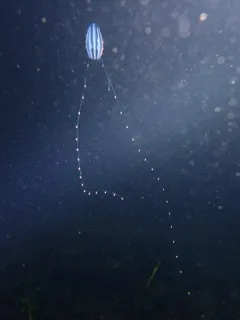 Euplokamis dunlapae thumbnail 1