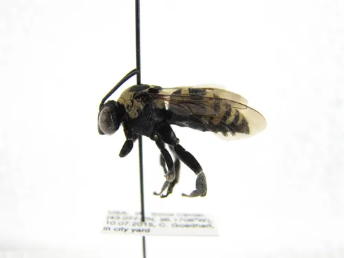 Concave Longhorn-Cuckoo