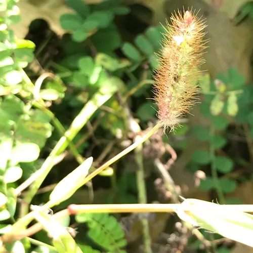 yellow foxtail