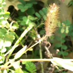 yellow foxtail thumbnail 1