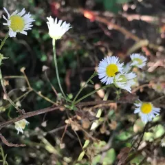 daisy fleabane thumbnail 2