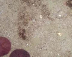 Twelve-tentacled Burrowing Anemone thumbnail 2