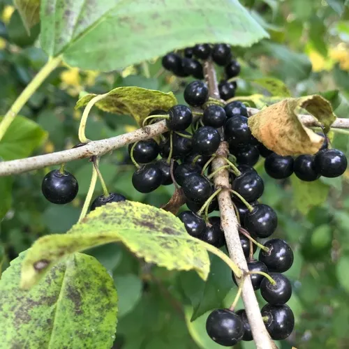 common buckthorn