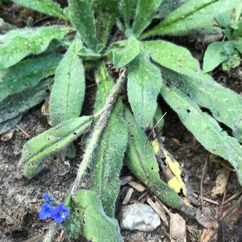 viper's-bugloss