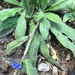 viper's-bugloss thumbnail 1