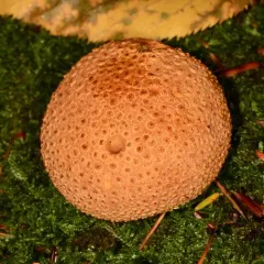 common earthball thumbnail 2