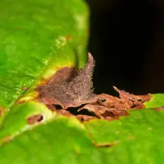 Witch-hazel Cone Gall Aphid thumbnail 2