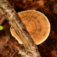 Thin-walled Maze Polypore thumbnail 2