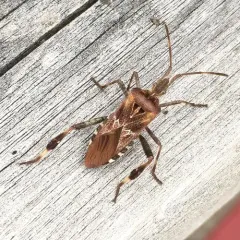 Western Conifer Seed Bug thumbnail 2