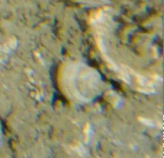 boreal rosy margarite thumbnail 1
