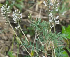 Pretty Milkvetch thumbnail 4