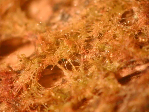 Echinostelium minutum