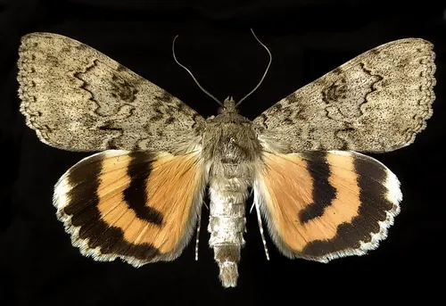 Luciana Underwing Moth