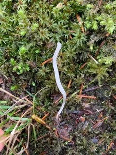 Clavaria falcata thumbnail 2