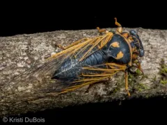 Okanagana vandykei thumbnail 3