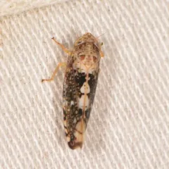 Prescottia lobata thumbnail 2