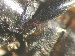 Eastern Larch Borer thumbnail 2