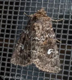 White-spotted Properigea Moth thumbnail 4
