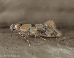 Decantha tistra thumbnail 3