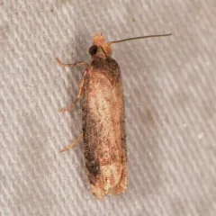Buff-tipped Eucosma Moth thumbnail 2