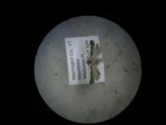 Dichomeris isa thumbnail 3