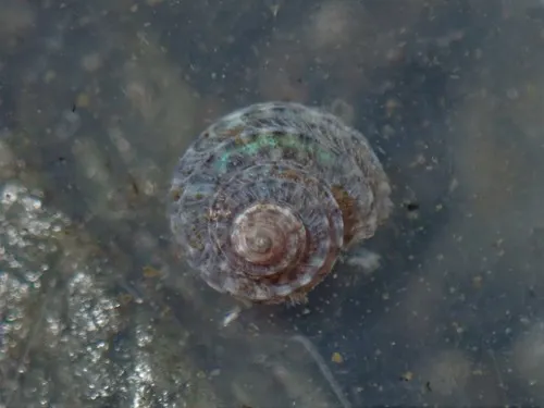 Lirularia lirulata