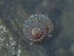 Lirularia lirulata thumbnail 1
