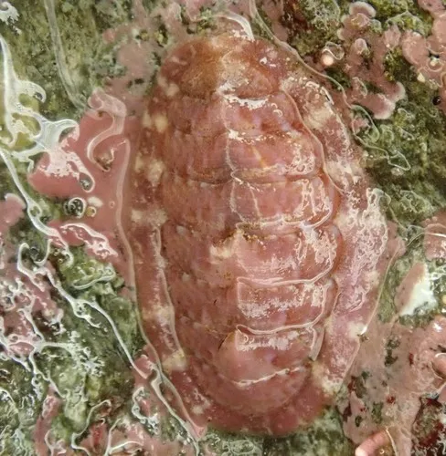 Tonicella venusta