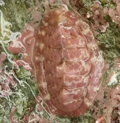 Tonicella venusta thumbnail 1