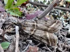 Sarata caudellella thumbnail 2