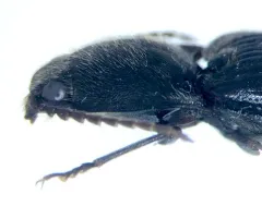Hemicrepidius ruficornis thumbnail 4