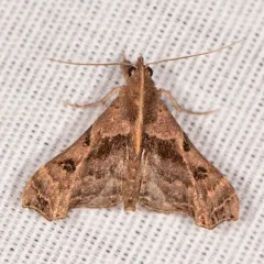 Faint-spotted Palthis Moth thumbnail 2