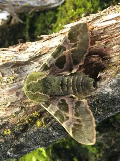Pacific Green Sphinx thumbnail 2