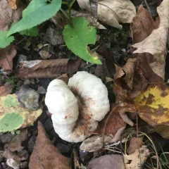 Aborted entoloma thumbnail 3