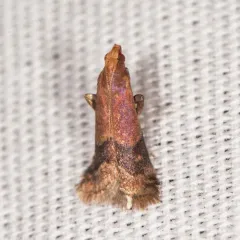 Broad-banded Eulogia Moth thumbnail 1