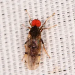 Syneches simplex thumbnail 4