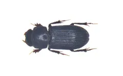 Ataenius abditus thumbnail 2