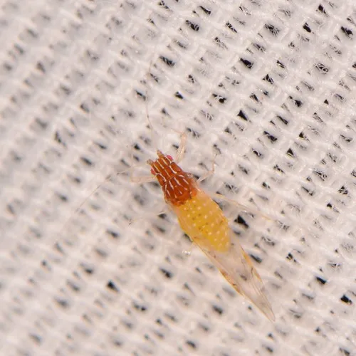 Drepanaphis simpsoni