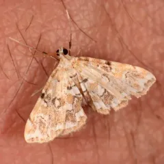 Pondside Crambid Moth thumbnail 2