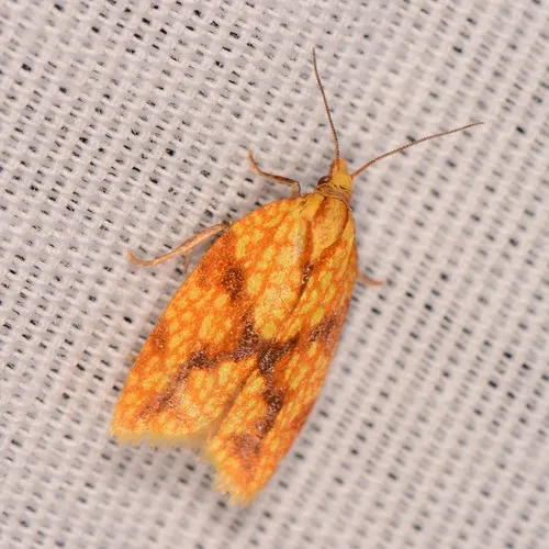 Sparganothis Fruitworm Moth