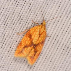 Sparganothis Fruitworm Moth thumbnail 1
