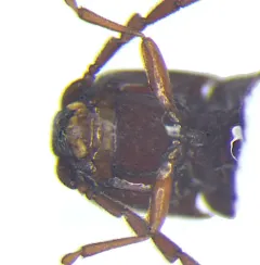 Entomophthalmus rufiolus thumbnail 2